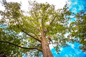 Best Tree Risk Assessment  in Richfield Springs, NY