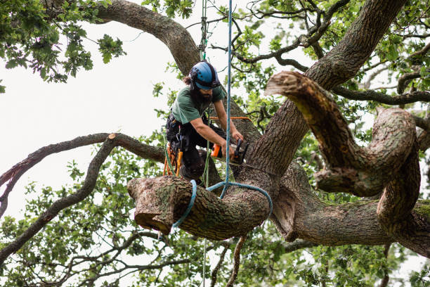 How Our Tree Care Process Works  in  Richfield Springs, NY