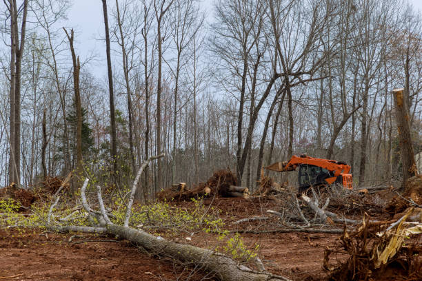 Richfield Springs, NY Tree Services Company